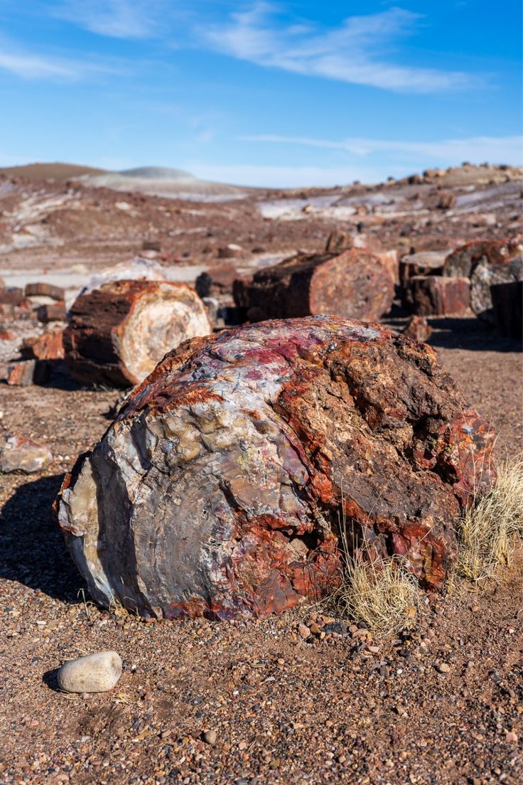 Petrified wood from Petrified Forest National Park